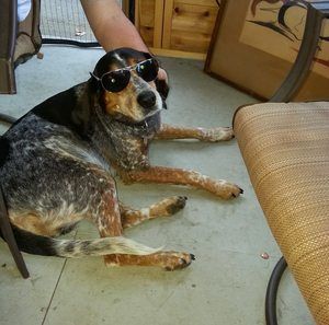 Meet your Posher, Gary